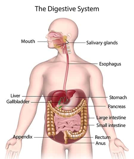 Improve Abdominal and Digestive Health with the Bellabaci Cupping Therapy System